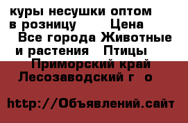 куры несушки.оптом 170 в розницу 200 › Цена ­ 200 - Все города Животные и растения » Птицы   . Приморский край,Лесозаводский г. о. 